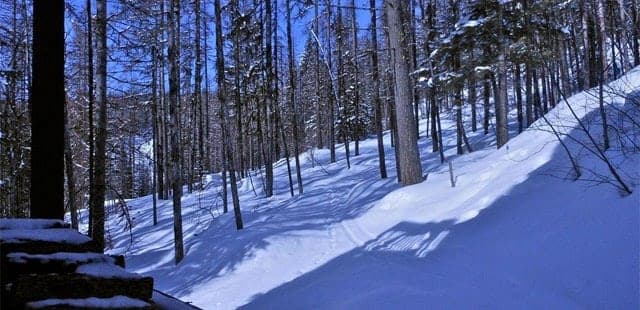 Lodgepole