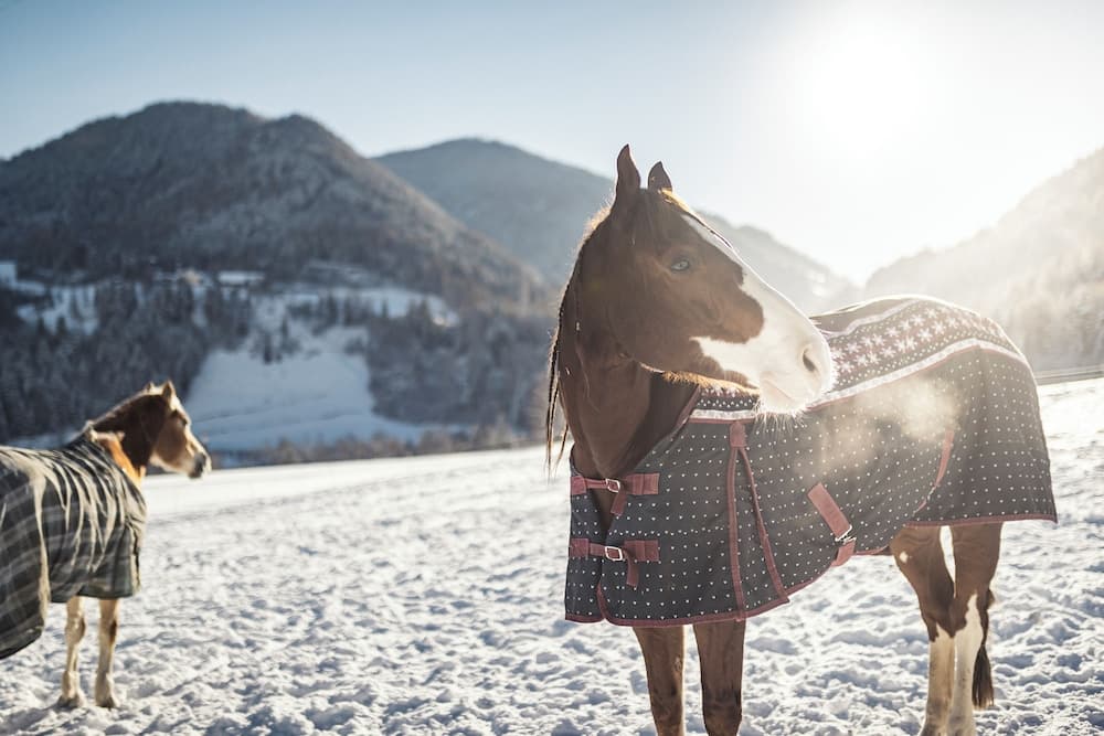 Horseback riding