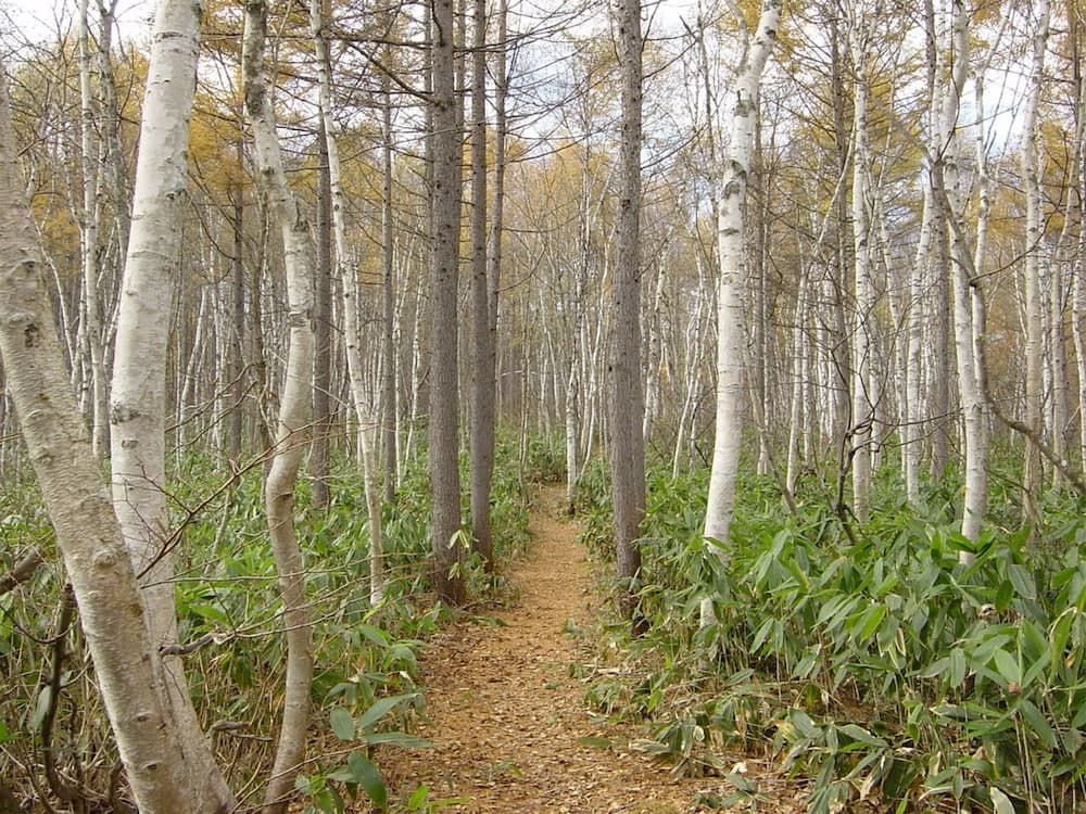 Land view from property