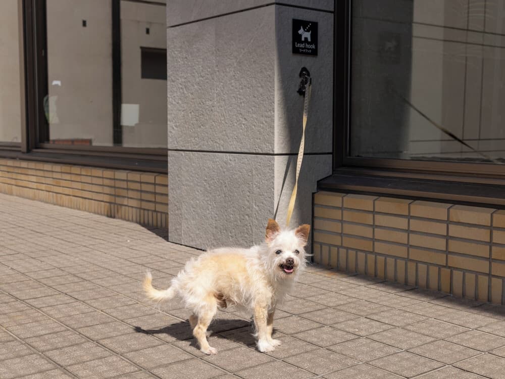 Pet-friendly amenities