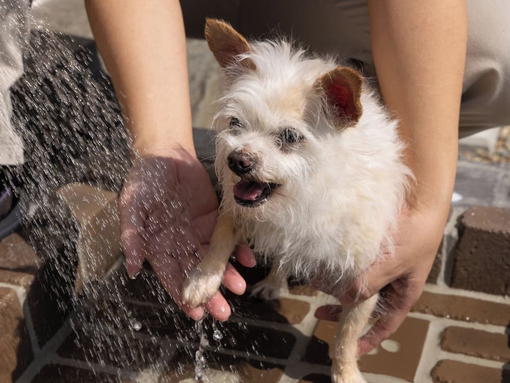 Pet-friendly amenities